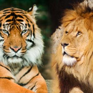 Who is stronger tigers or lions