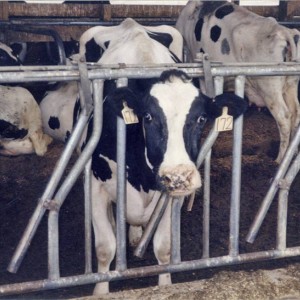 Should cage farming be legal in NZ?