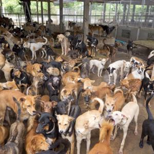 VxPoD (218) : TIME TO ADD DOG TO THE MENU?