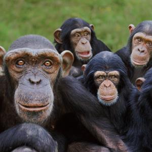 VxPoD (286) : HUMAN RIGHTS FOR PRIMATES?