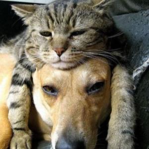VxPoD (298) : CATS OR DOGS?