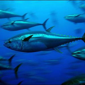POLL of the DAY (56): SAVE THE WHALES...AND EVERYTHING ELSE?