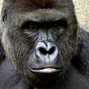 POLL of the DAY (155): ZOOS - SHOULD WE HAVE THEM?